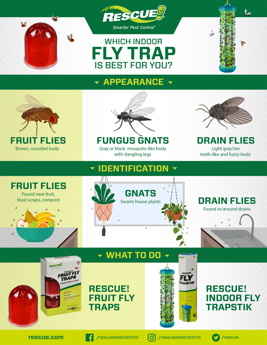 https://www.rescue.com/core/files/rescue/uploads/images/20-RES-031-One_Sheet-Fruit%20Fly-01-final_One%20Sheet%20copy(3).png