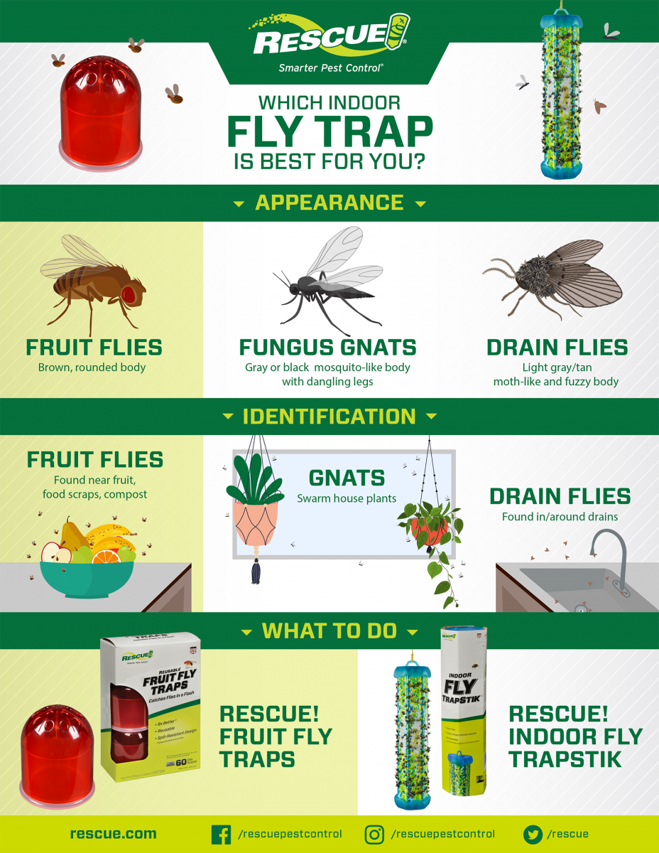 Get Rid of Fruit Flies, Drain Flies, and Fungus Gnats