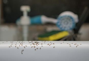Kitchens are a common place to find ants in the home, because water and food are plentiful.