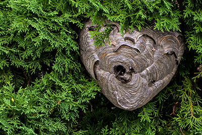 Bald-faced hornets typically nest in trees or bushes.