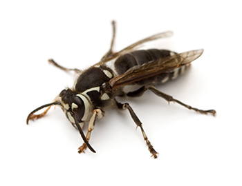 Bald-faced hornets are named for their white face coloration.