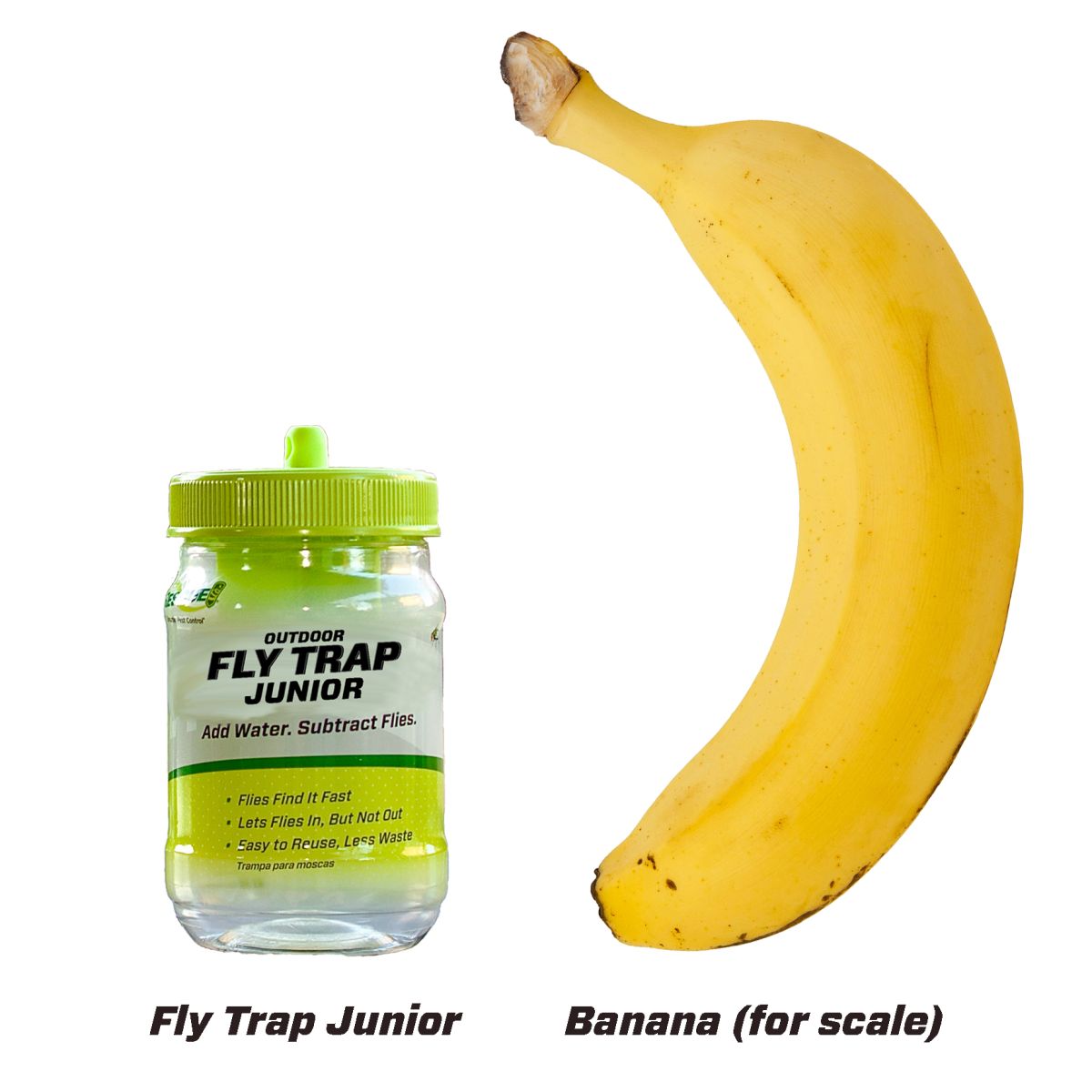 Fly Trap Junior Compared to a Banana For Scale