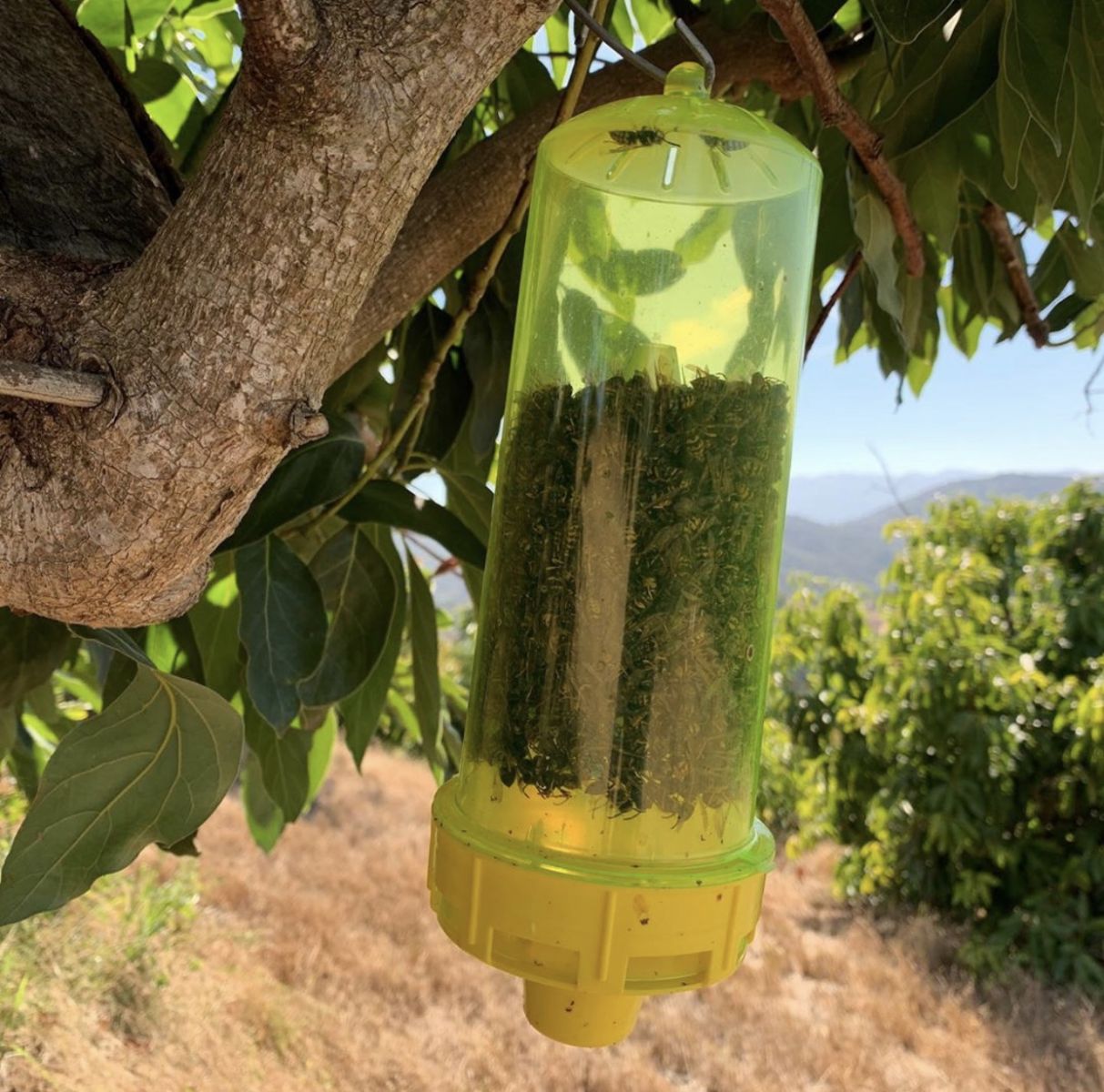 RESCUE! Yellowjacket Trap