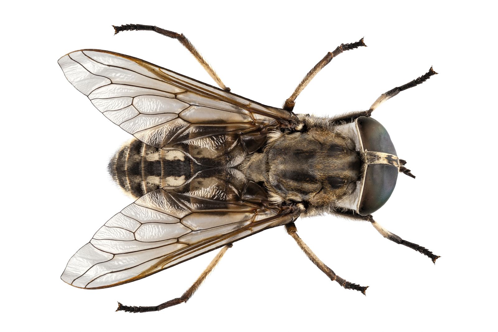 Horse fly