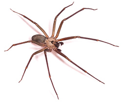 Brown recluse spider.