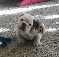 English bulldog puppy