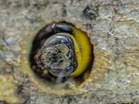 Carpenter bees make their nests in wood.