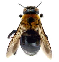 Carpenter bees have a fuzzy thorax and a shiny black abdomen.