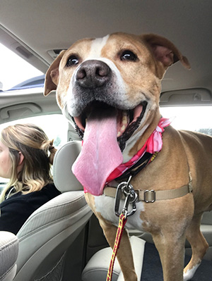 Shelter dog Daffodil goes for a ride with Jaclyn and Carter.