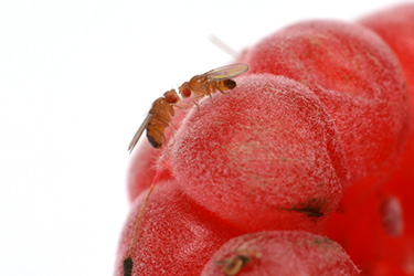 Fruit flies are a problem all year, but are especially common during late summer/fall because they are attracted to ripened or fermenting fruit and vegetables.