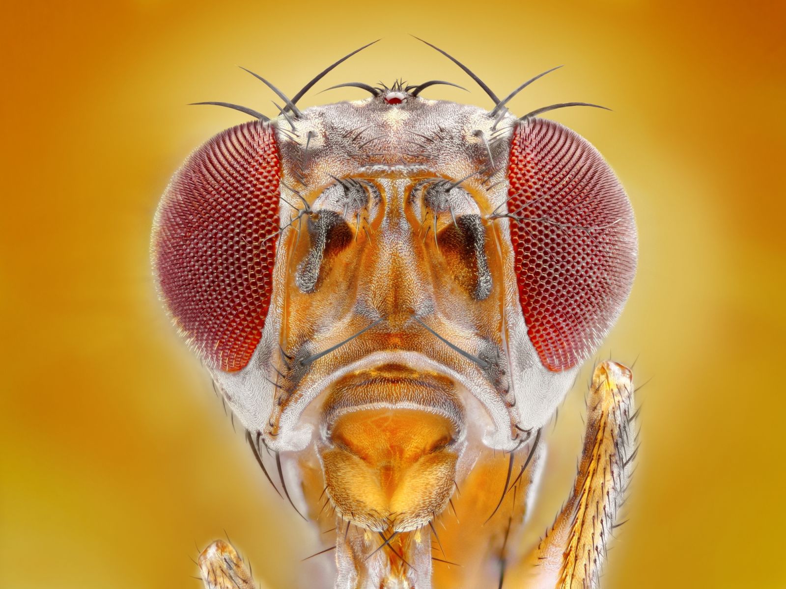 Close up of a fruit fly head.