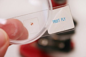 Fruit flies are small, gnat-like nuisance flies that hitch a ride into your house on produce.