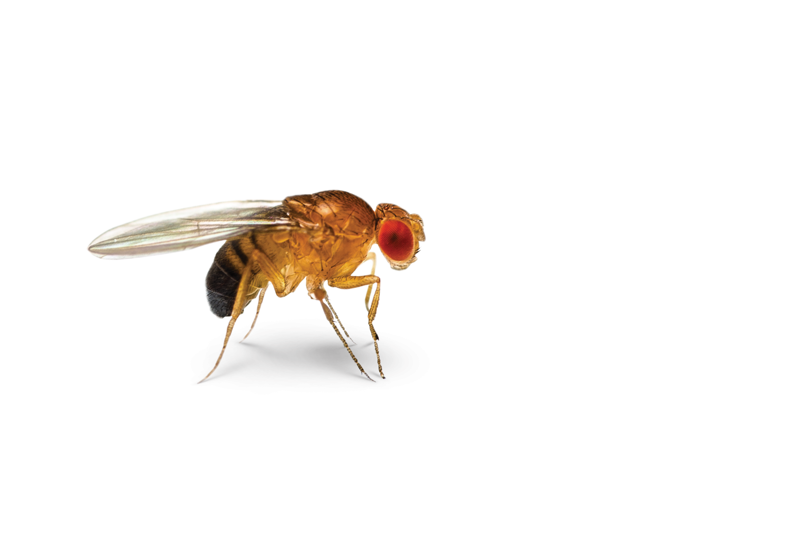 What causes fruit flies discount
