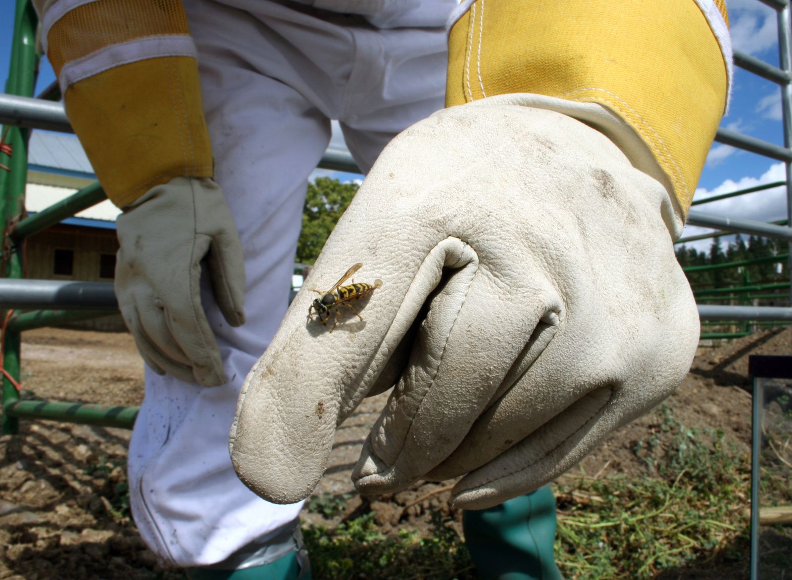 Handling a German yellowjacket