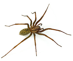 Hobo spider.