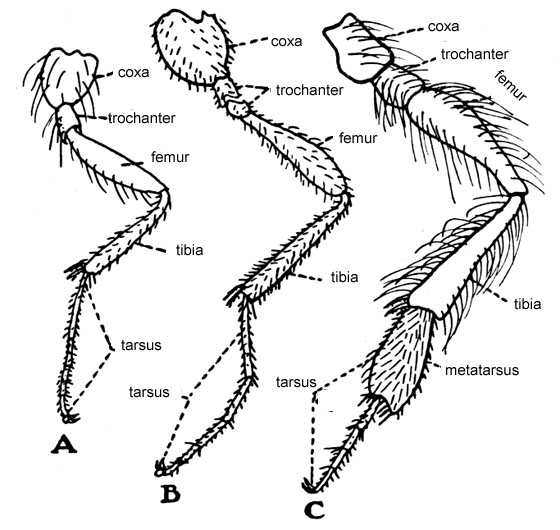 A diagram showing legs of the insect order hymenoptera