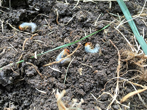Japanese beetle grubs feed on grass roots, damaging lawns.
