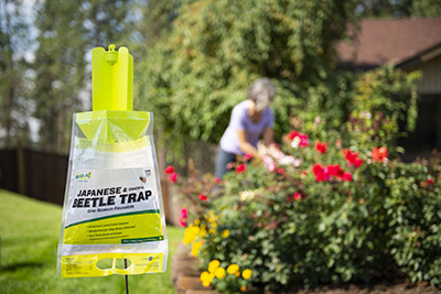 The RESCUE! Japanese Beetle Trap