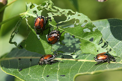 Japanese beetles feed on leaves of ornamental plants.