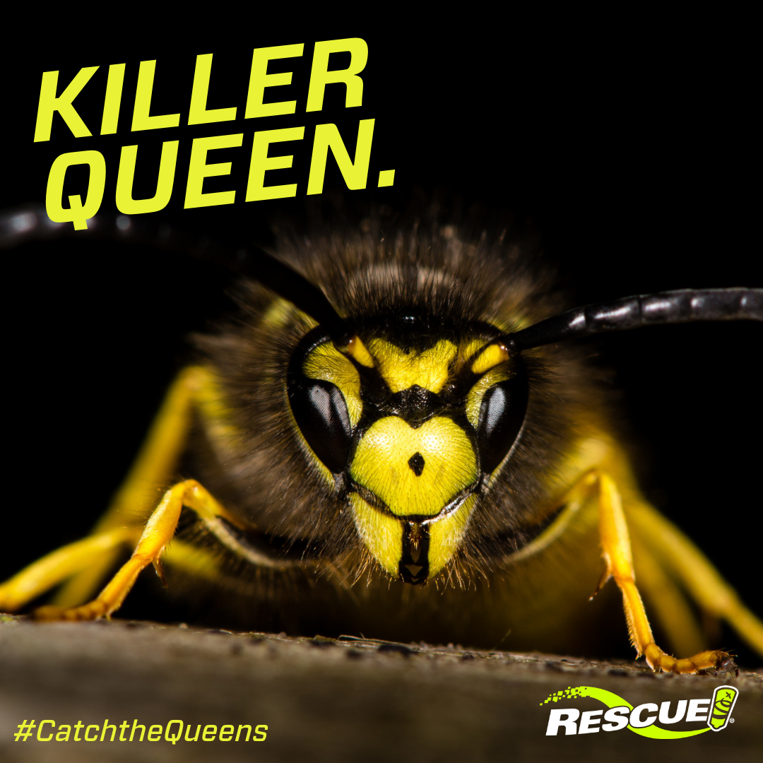 Use the RESCUE! Yellowjacket Trap to catch the queens in spring!