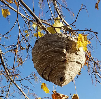 A bald-faced hornet nest was exposed when the autumn leaves dropped.