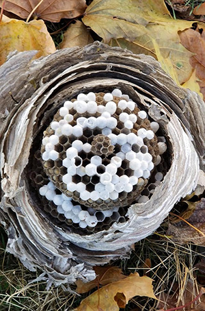 Close up of the cells in a bald-faced hornet nest.