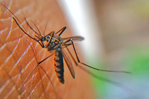 Mosquitoes become more active in temperatures over 80 degrees Fahrenheit, but weather that's too hot and dry will deprive them of breeding grounds.