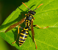 Paper wasps have slender, segmented bodies with a thin waist. Paper wasps also have orange-tipped antennae.