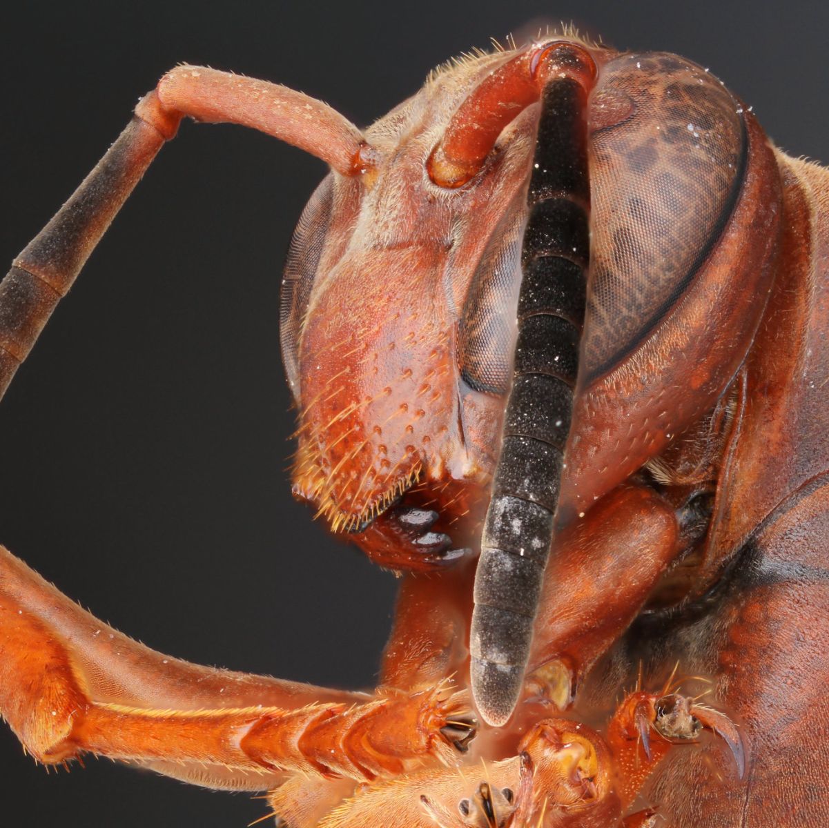 Closeup of a Red Wasp face.