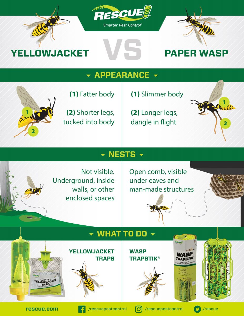 What Is The Difference Between A Yellow Jacket And A Wasp