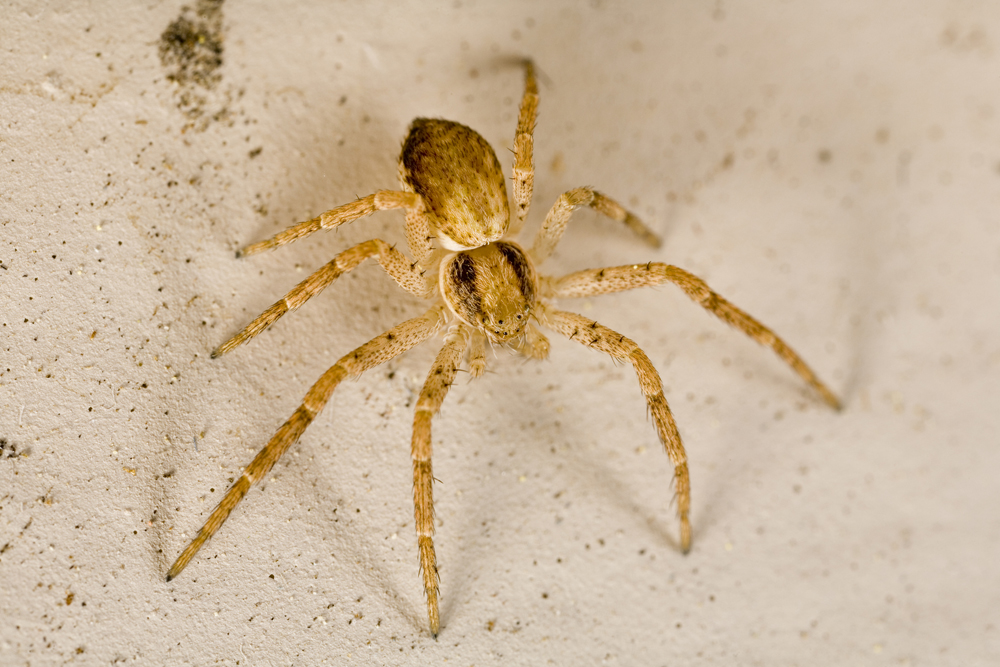 Yellow sac spider.