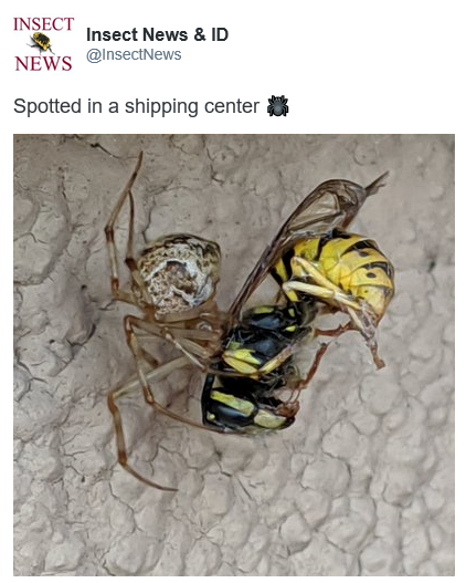 Photo of a spider attacking a yellowjacket.