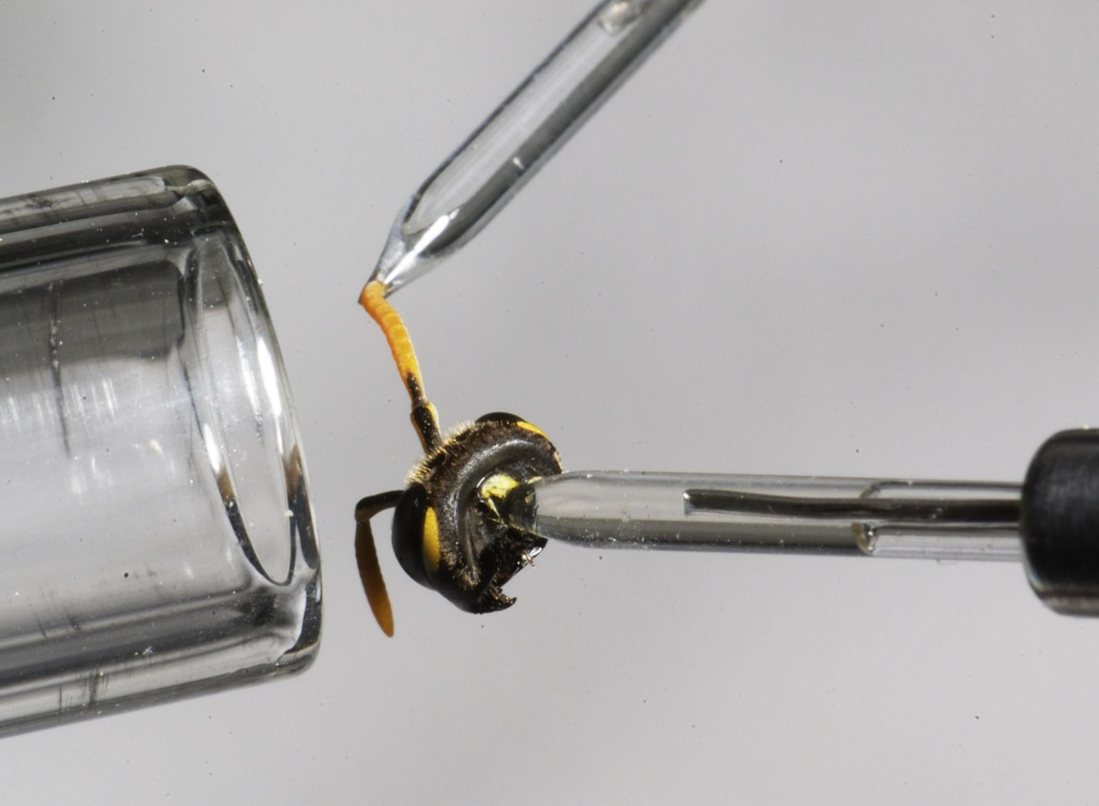 RESCUE! scientists test on a yellowjacket antenna