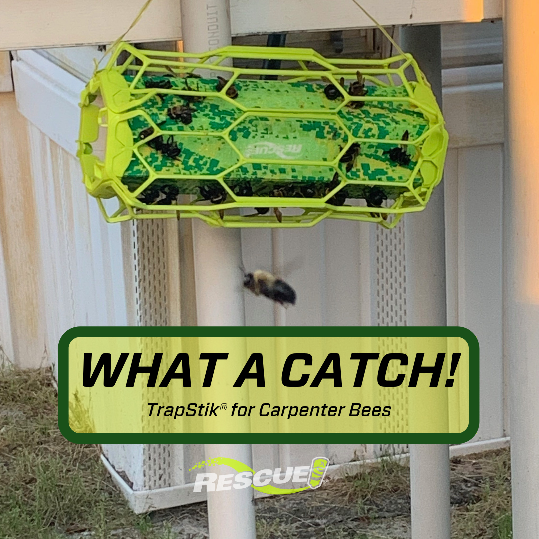 Carpenter bees caught on the RESCUE! TrapStik