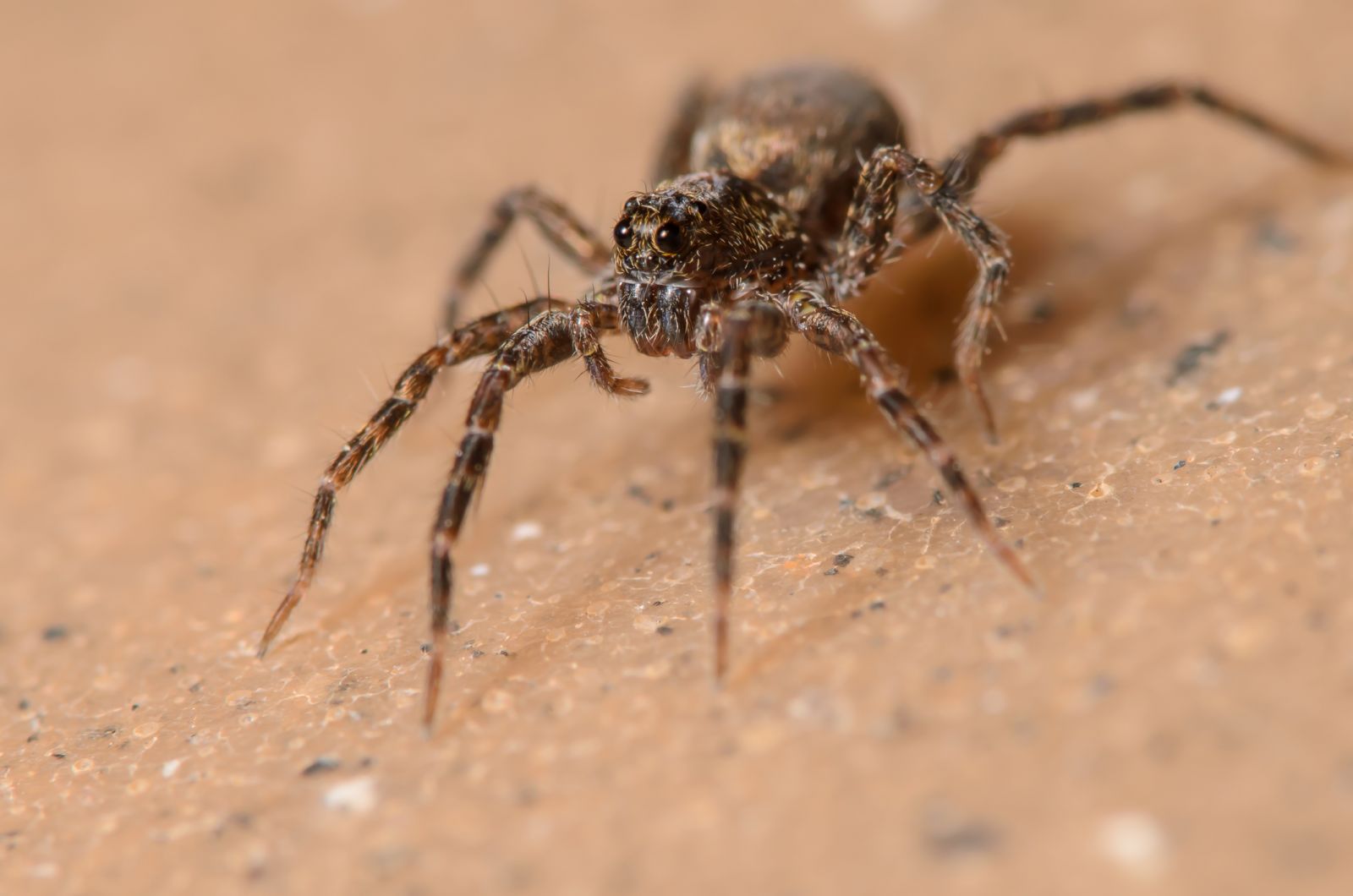 A wolf spider.