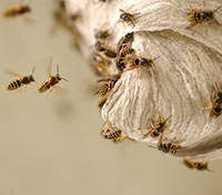 Yellowjackets forage for garden pests to feed their young. They do not have fuzzy bodies to collect pollen, and they don't make honey. 