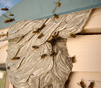 Yellowjackets build nests out of paper fibers. Most species will build nests underground, but some yellowjackets will nest in a wall void or under an eave.
