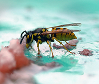 Yellowjackets scavenge for meat and sweet liquids, which brings them in frequent contact with humans.