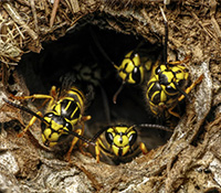 Yellowjacket nests have a single opening that is often hard to see because the nest is underground. 