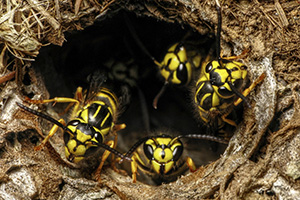 In temperatures above 90 degrees Fahrenheit, yellowjacket nests can double in size in one week. 