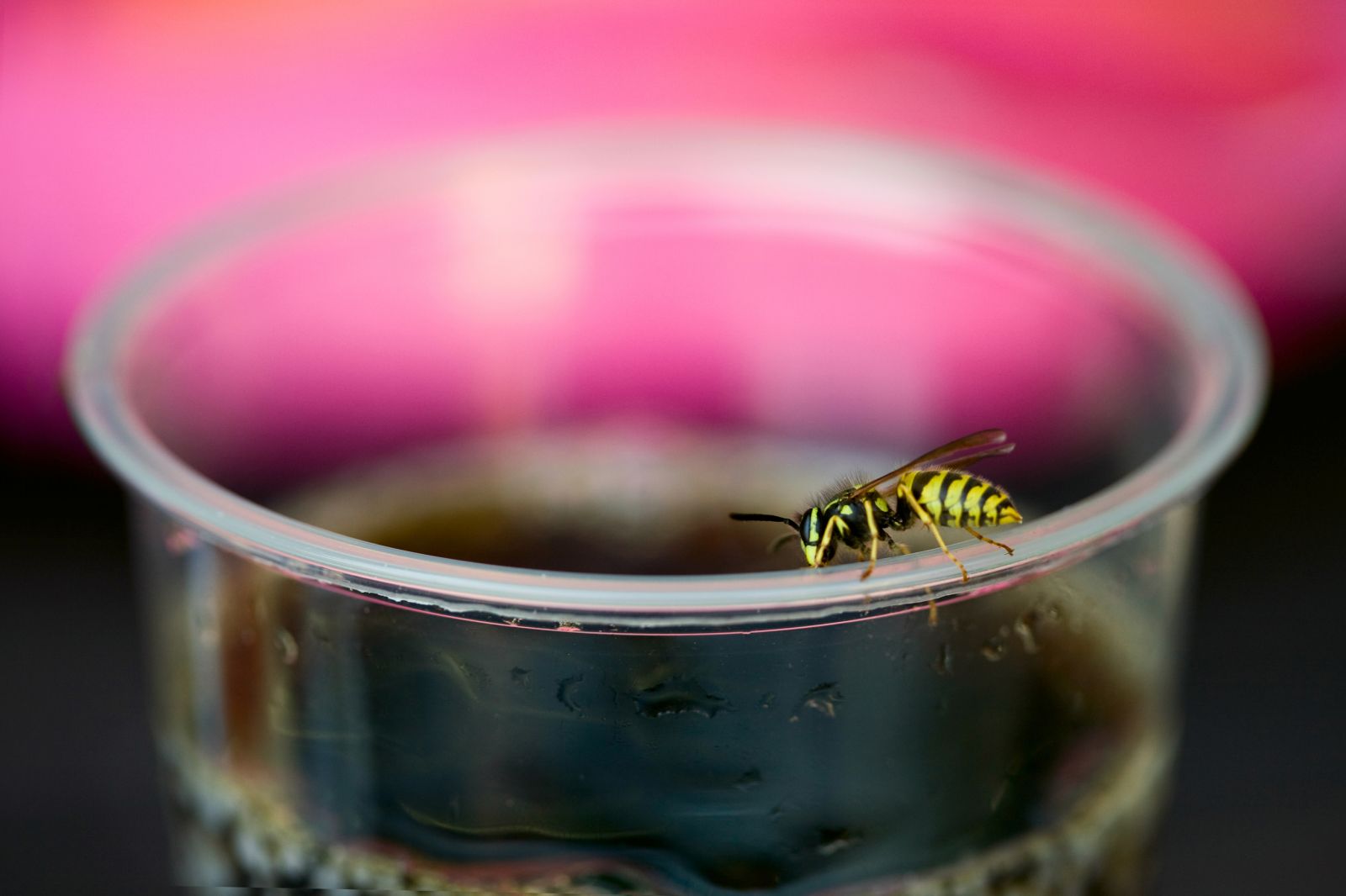 Yellowjackets like sweet liquids, so look before you sip your drink. 