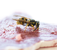 What's the difference between wasps and yellowjackets?