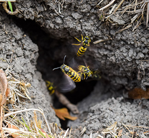 Yellowjackets frequently build their nests underground. It's easy to miss the entrance and accidentally disturb the nest, triggering a swarm attack.