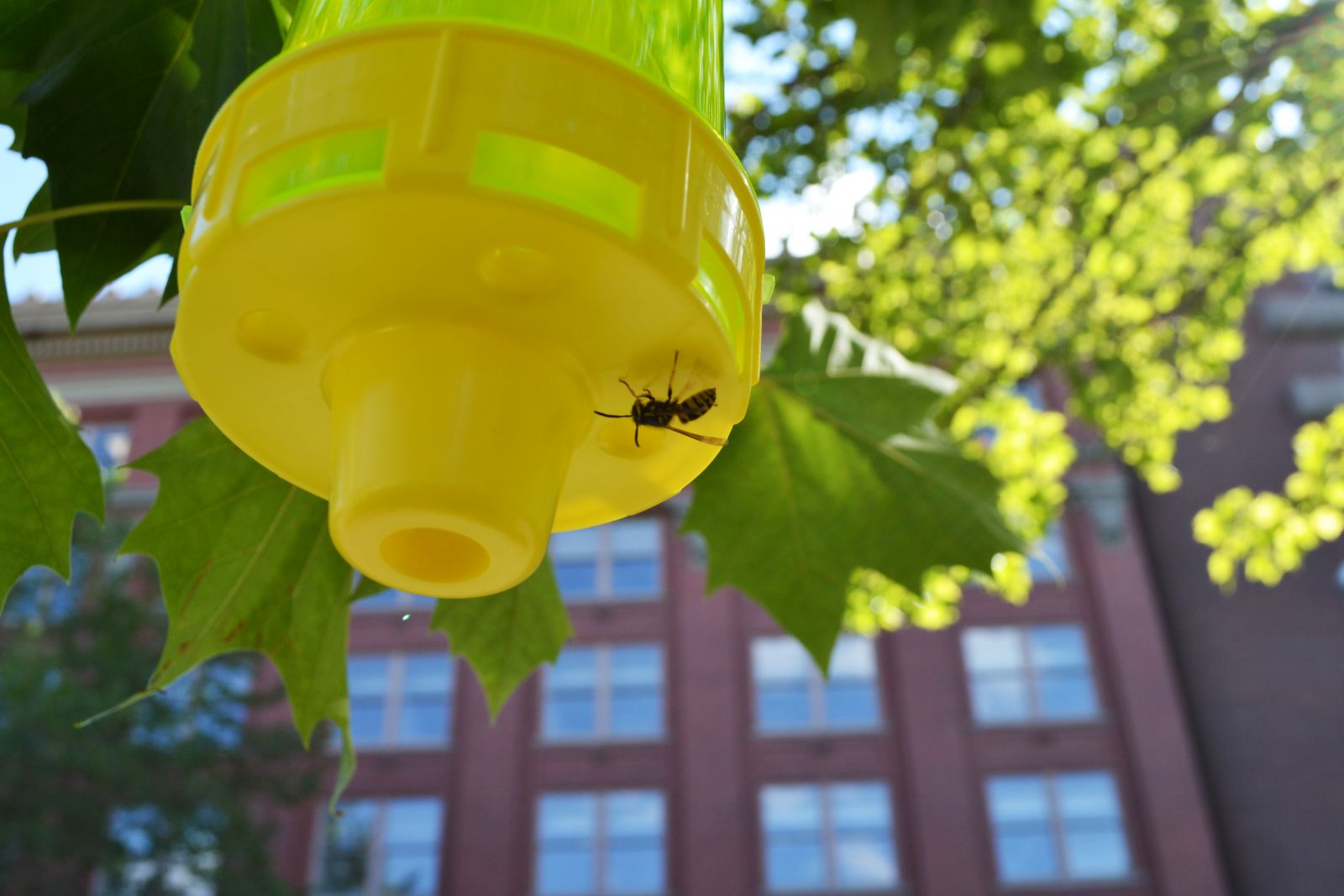 yellowjacket entering trap