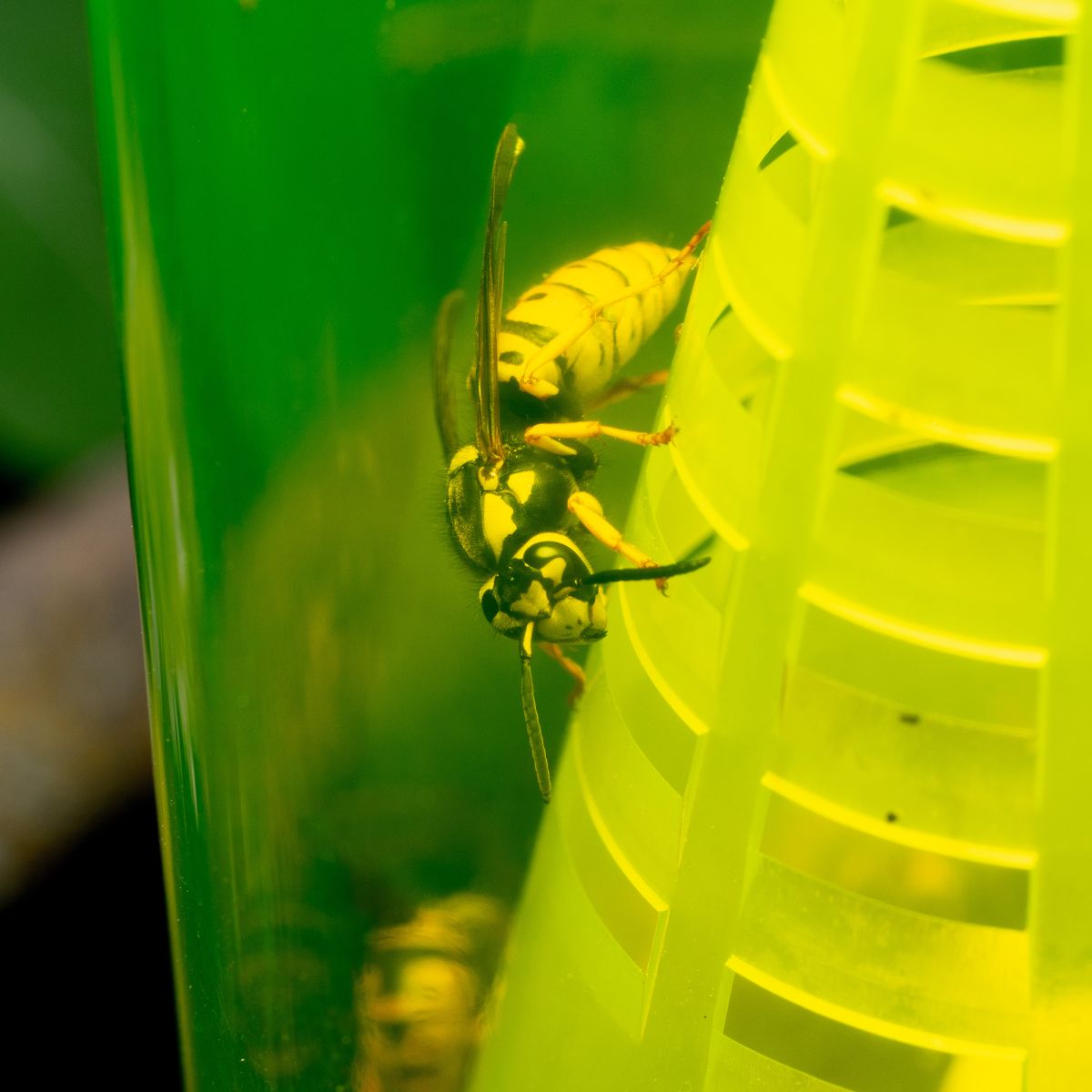 A yellowjacket queen caught in a RESCUE Yellowjacket Trap