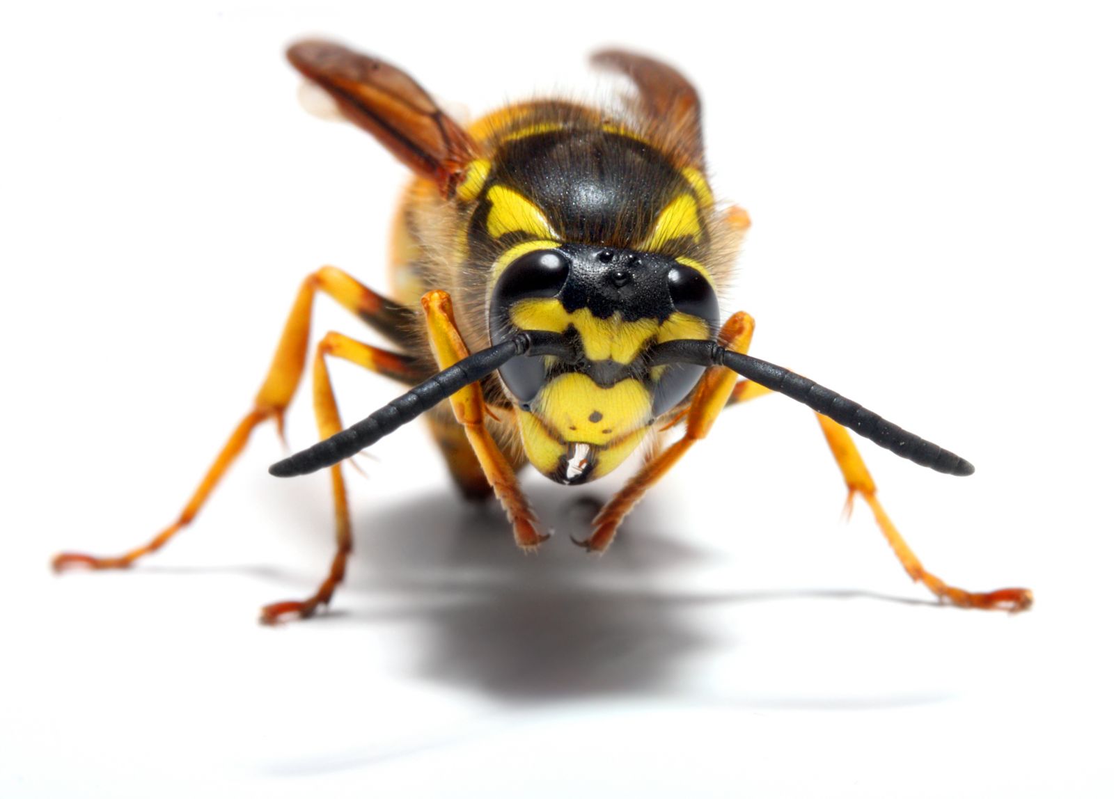 Yellowjacket