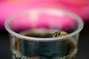 Yellowjackets are attracted to sweet liquids later in summer.