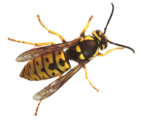 Yellowjackets are bright yellow and black. Their bodies are not fuzzy, so they're not able to collect pollen.