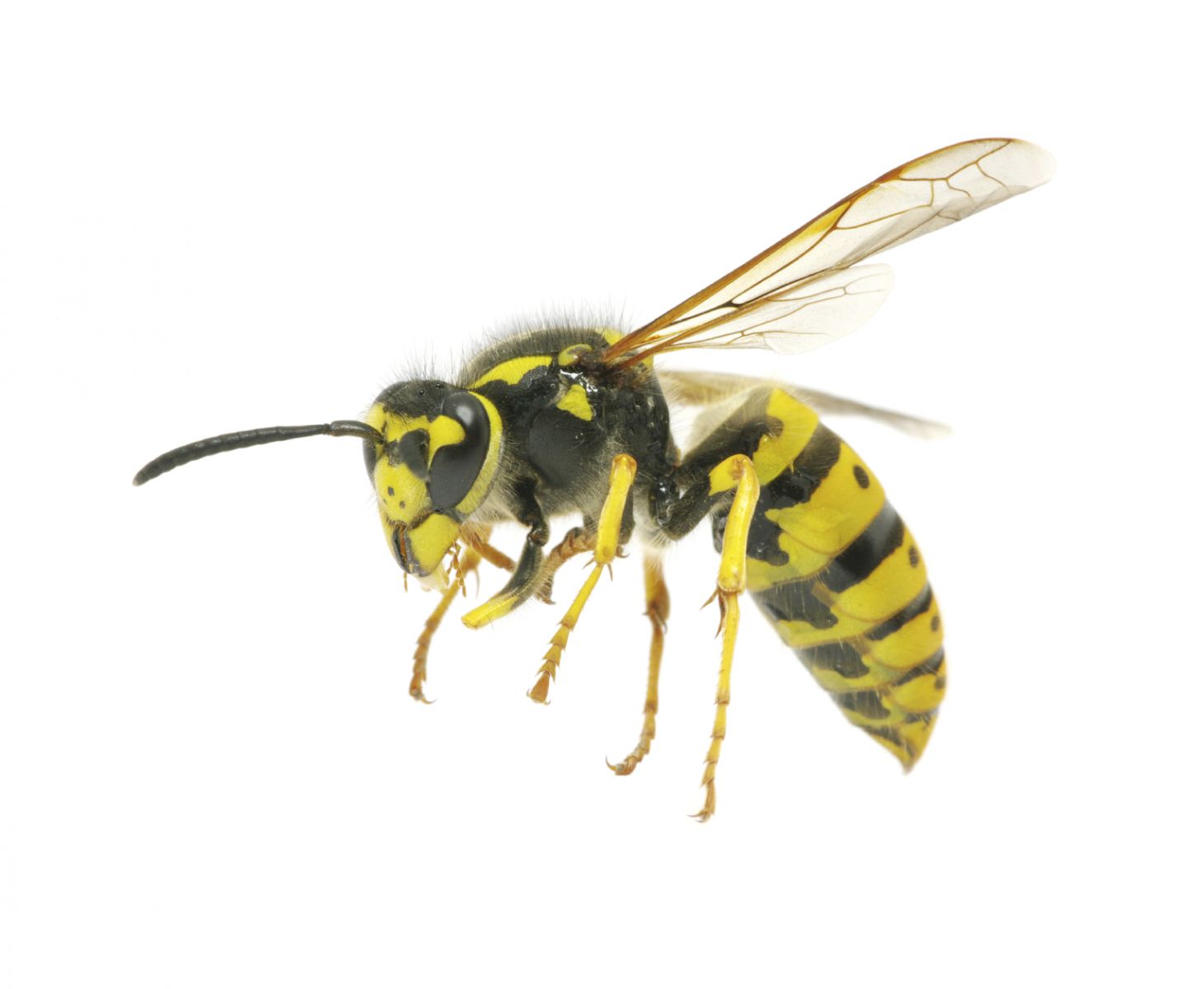 yellowjacket