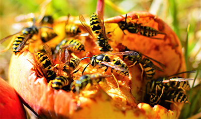 In fall, yellowjacket workers are in search of a sugar high for energy and will often go after sweet sodas and fermenting fruit.